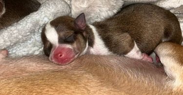 Rare chocolate Chihuahua puppies