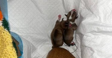 Rare chocolate Chihuahua puppies