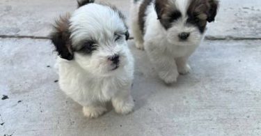 2 Male Purebred Lhasa Apso puppies