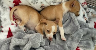 Mavis – 9 Week Old Rat Terrier Puppy