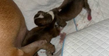 Rare chocolate Chihuahua puppies