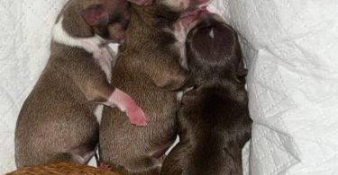 Rare chocolate Chihuahua puppies