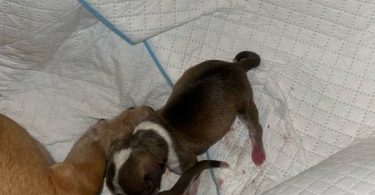 Rare chocolate Chihuahua puppies
