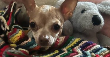 Rare chocolate Chihuahua puppies