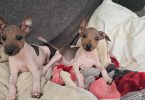 Prince and Bella