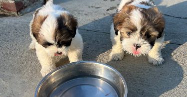 2 Male Purebred Lhasa Apso puppies