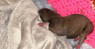 Rare chocolate Chihuahua puppies