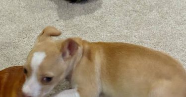 Mavis – 9 Week Old Rat Terrier Puppy