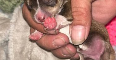 Rare chocolate Chihuahua puppies