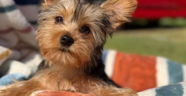 4 Purebred Yorkshire Terrier puppies available