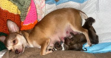 Rare chocolate Chihuahua puppies