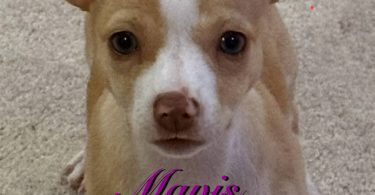 Mavis – 9 Week Old Rat Terrier Puppy