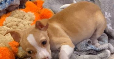 Mavis – 9 Week Old Rat Terrier Puppy