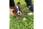 3 Boxer puppies ready to find their forever homes