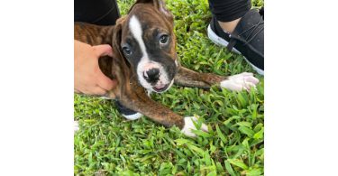 3 Boxer puppies ready to find their forever homes