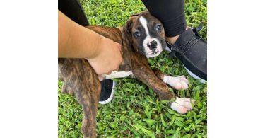 3 Boxer puppies ready to find their forever homes