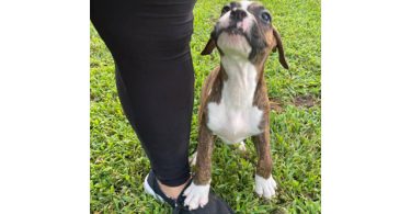 3 Boxer puppies ready to find their forever homes