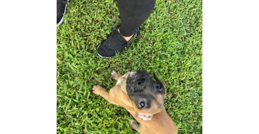 3 Boxer puppies ready to find their forever homes