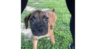 3 Boxer puppies ready to find their forever homes