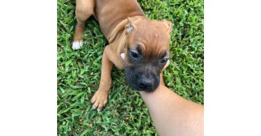 3 Boxer puppies ready to find their forever homes