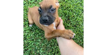3 Boxer puppies ready to find their forever homes