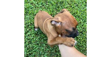 3 Boxer puppies ready to find their forever homes