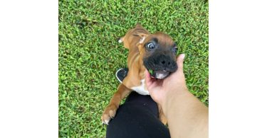 3 Boxer puppies ready to find their forever homes