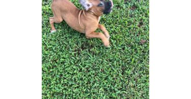 3 Boxer puppies ready to find their forever homes