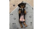 3 purebred wiener dog puppies for sale