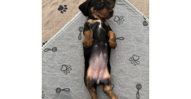 3 purebred wiener dog puppies for sale