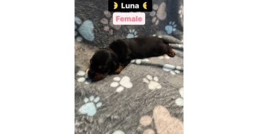 3 purebred wiener dog puppies for sale