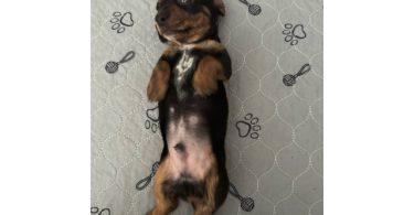 3 purebred wiener dog puppies for sale