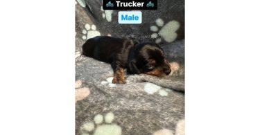 3 purebred wiener dog puppies for sale