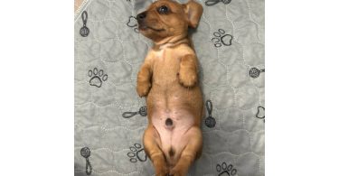 3 purebred wiener dog puppies for sale