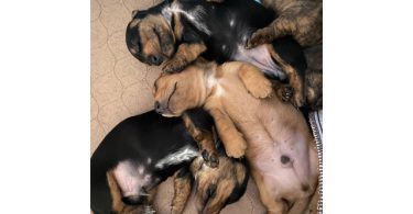 3 purebred wiener dog puppies for sale