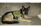 1-Year-Old Male German Shepherd: Excellent with Kids, Cats, and Dogs - $400 Firm