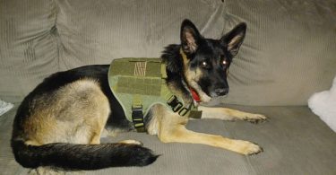 1-Year-Old Male German Shepherd: Excellent with Kids, Cats, and Dogs - $400 Firm