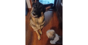 1-Year-Old Male German Shepherd: Excellent with Kids, Cats, and Dogs - $400 Firm