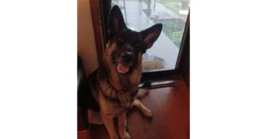 1-Year-Old Male German Shepherd: Excellent with Kids, Cats, and Dogs - $400 Firm