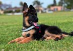 2 full-blooded German Shepherd puppies for sale