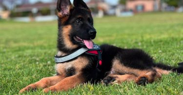 2 full-blooded German Shepherd puppies for sale