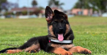 2 full-blooded German Shepherd puppies for sale