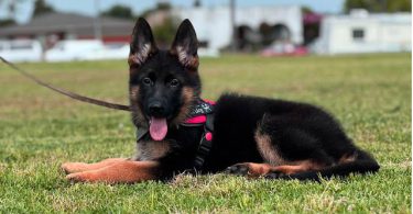 2 full-blooded German Shepherd puppies for sale