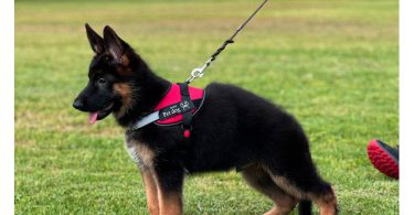2 full-blooded German Shepherd puppies for sale