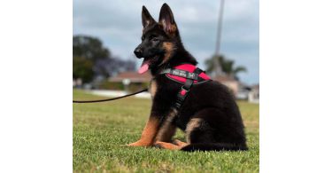2 full-blooded German Shepherd puppies for sale