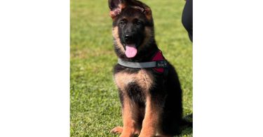 2 full-blooded German Shepherd puppies for sale
