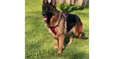 2 full-blooded German Shepherd puppies for sale