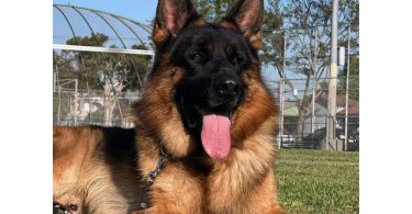 2 full-blooded German Shepherd puppies for sale