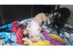 10-week-old XL Bully puppy