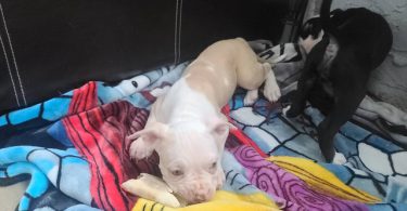 10-week-old XL Bully puppy